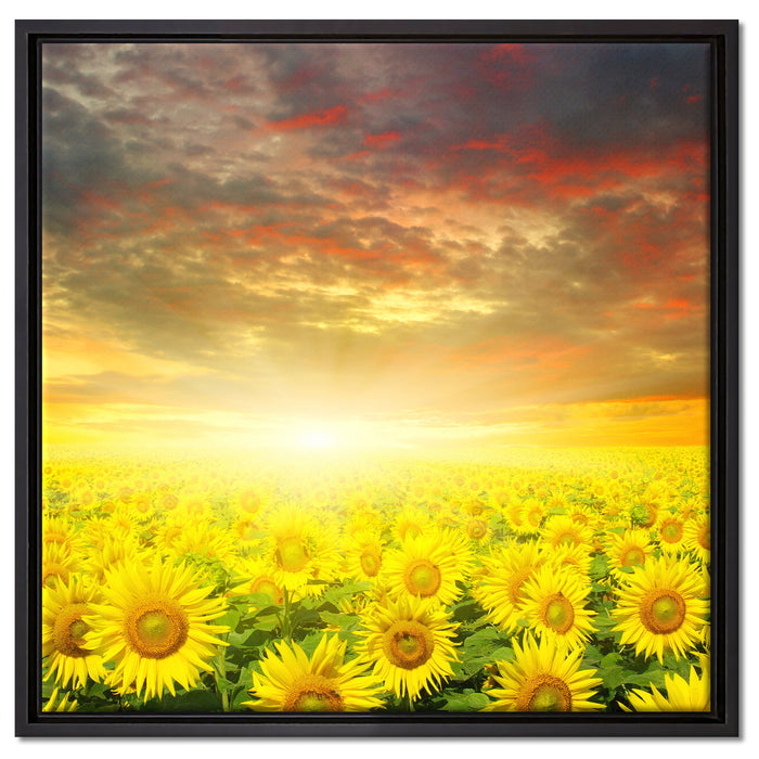 Sonnenblumenfeld auf Leinwandbild Quadratisch gerahmt Größe 60x60