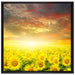 Sonnenblumenfeld auf Leinwandbild Quadratisch gerahmt Größe 70x70