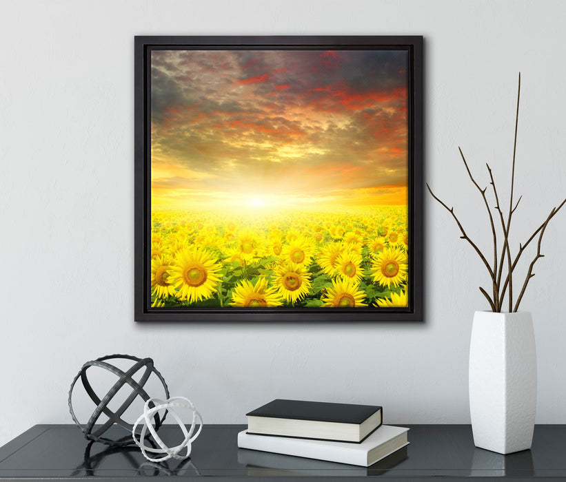Sonnenblumenfeld  auf Leinwandbild Quadratisch gerahmt mit Kirschblüten