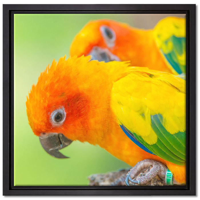 Papageienpärchen auf Leinwandbild Quadratisch gerahmt Größe 40x40
