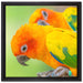 Papageienpärchen auf Leinwandbild Quadratisch gerahmt Größe 40x40