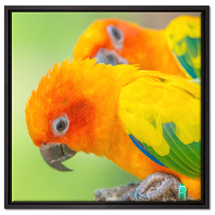 Papageienpärchen auf Leinwandbild Quadratisch gerahmt Größe 60x60
