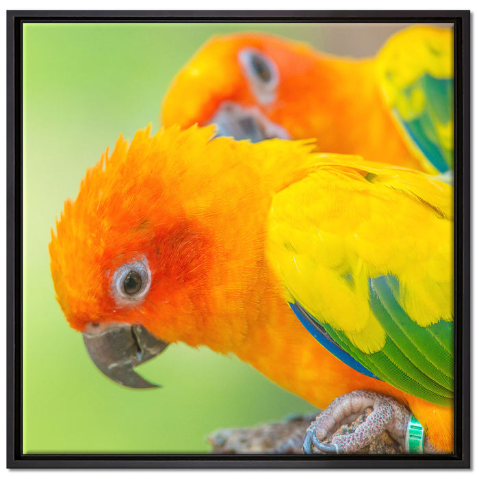 Papageienpärchen auf Leinwandbild Quadratisch gerahmt Größe 70x70