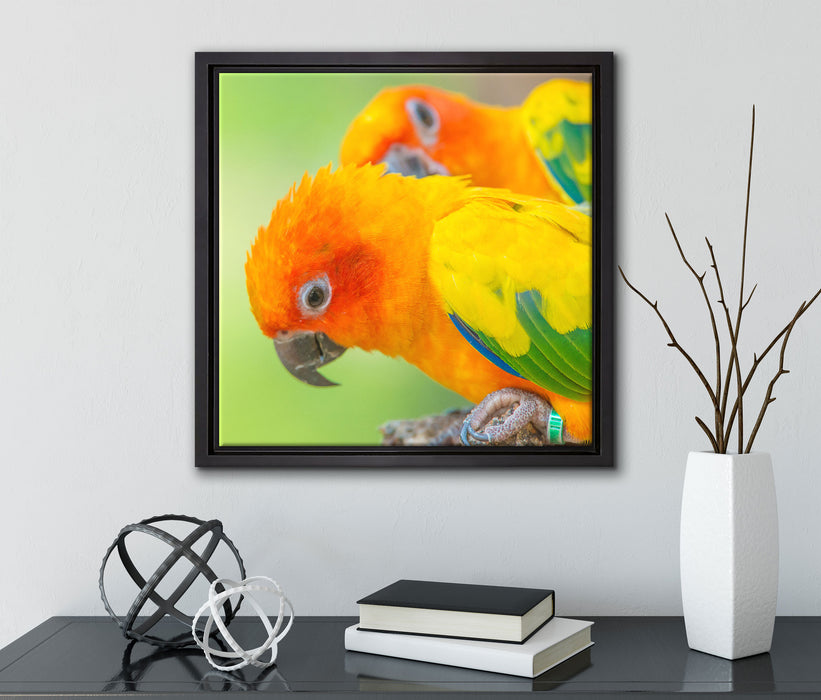 Papageienpärchen  auf Leinwandbild Quadratisch gerahmt mit Kirschblüten