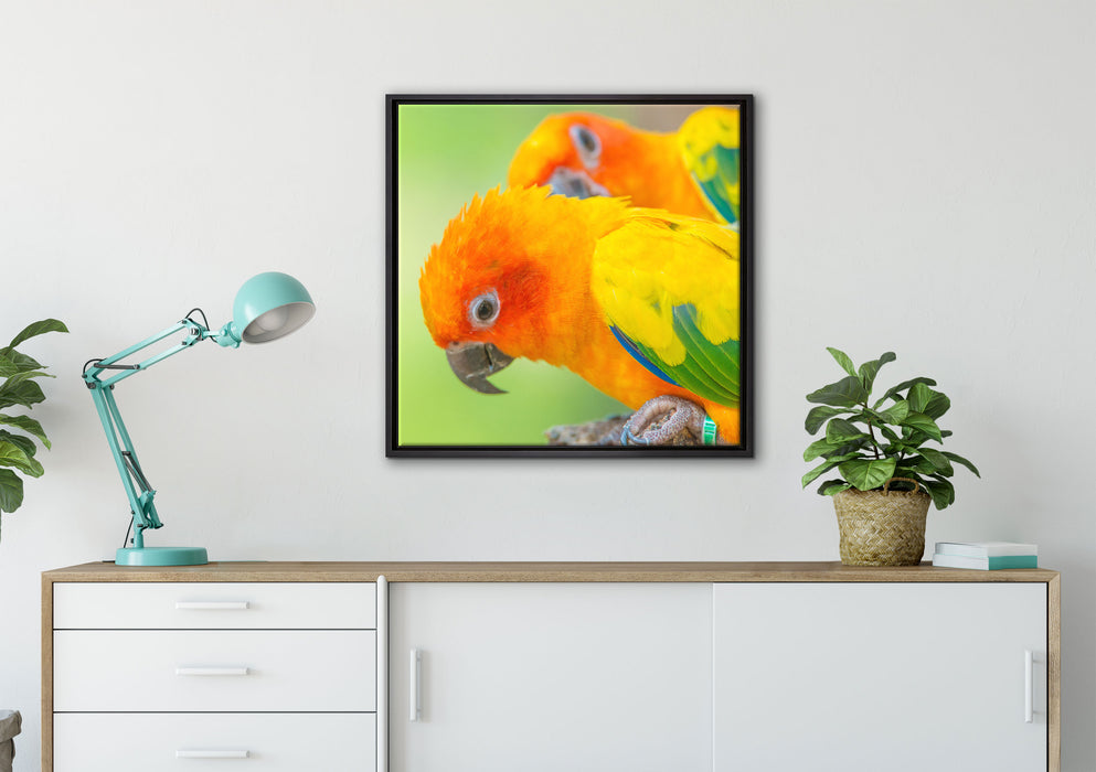 Papageienpärchen auf Leinwandbild gerahmt Quadratisch verschiedene Größen im Wohnzimmer