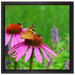 Schmetterling auf Blüte auf Leinwandbild Quadratisch gerahmt Größe 40x40
