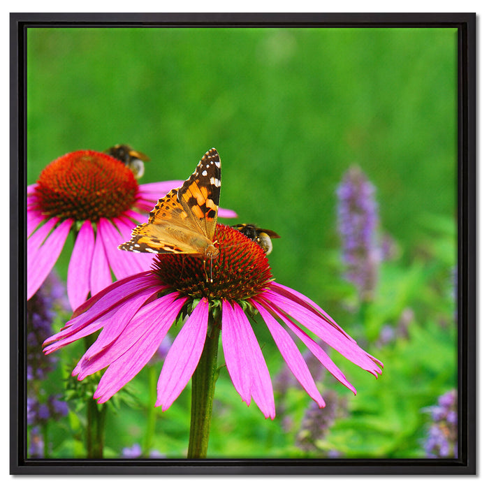 Schmetterling auf Blüte auf Leinwandbild Quadratisch gerahmt Größe 60x60