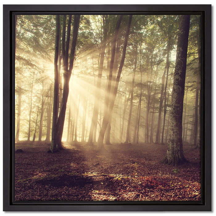 Waldlichtung im Sonnenschein auf Leinwandbild Quadratisch gerahmt Größe 40x40