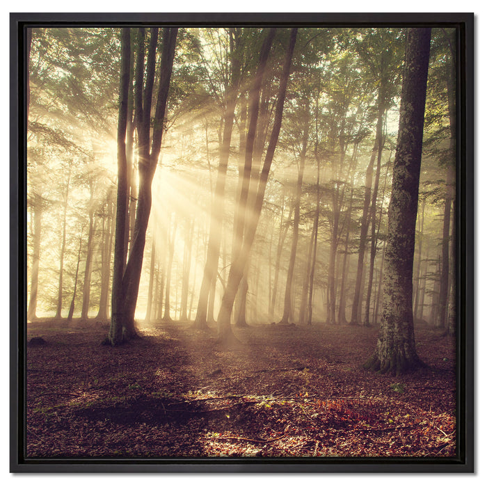 Waldlichtung im Sonnenschein auf Leinwandbild Quadratisch gerahmt Größe 60x60