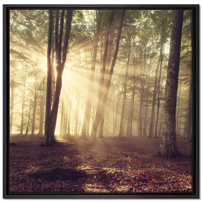 Waldlichtung im Sonnenschein auf Leinwandbild Quadratisch gerahmt Größe 70x70
