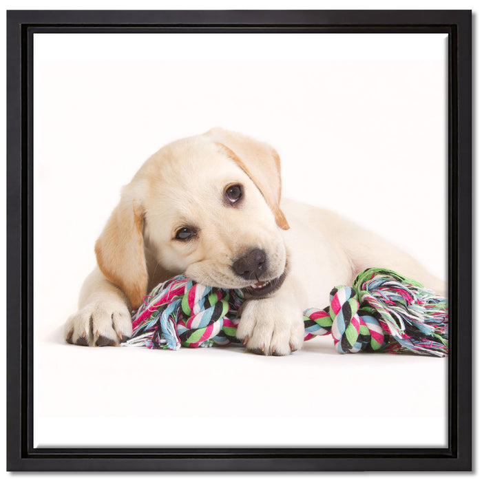 Hundewelpe auf Leinwandbild Quadratisch gerahmt Größe 40x40