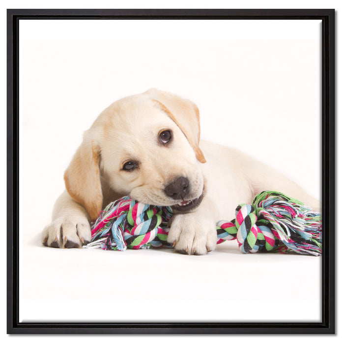 Hundewelpe auf Leinwandbild Quadratisch gerahmt Größe 60x60