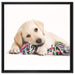 Hundewelpe auf Leinwandbild Quadratisch gerahmt Größe 60x60