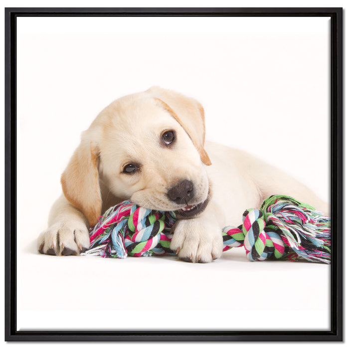 Hundewelpe auf Leinwandbild Quadratisch gerahmt Größe 70x70