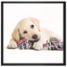 Hundewelpe auf Leinwandbild Quadratisch gerahmt Größe 70x70