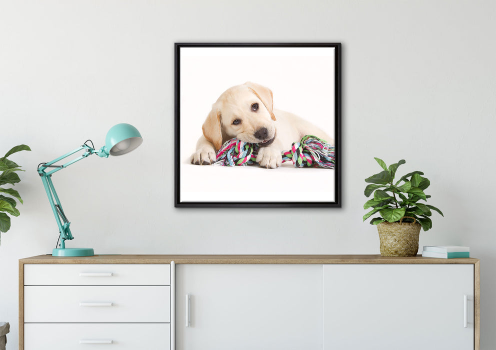 Hundewelpe auf Leinwandbild gerahmt Quadratisch verschiedene Größen im Wohnzimmer