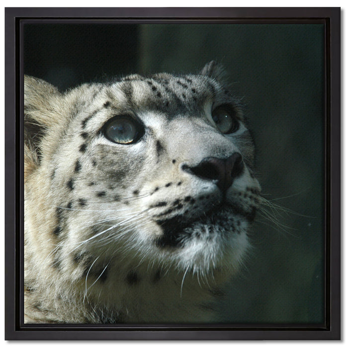 Leopard auf Leinwandbild Quadratisch gerahmt Größe 40x40