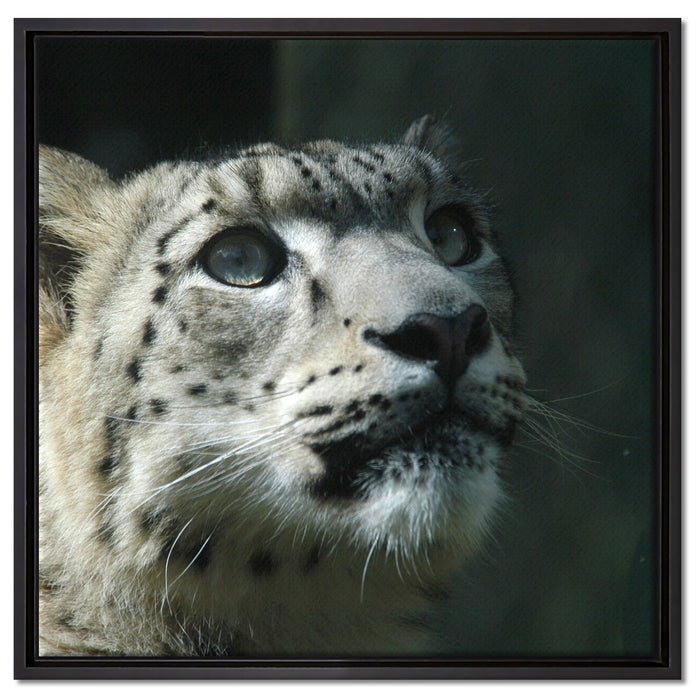 Leopard auf Leinwandbild Quadratisch gerahmt Größe 60x60