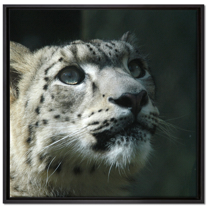 Leopard auf Leinwandbild Quadratisch gerahmt Größe 70x70