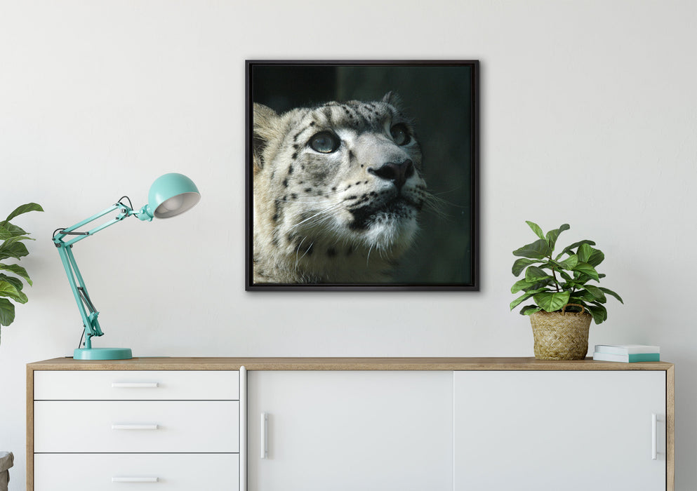 Leopard auf Leinwandbild gerahmt Quadratisch verschiedene Größen im Wohnzimmer