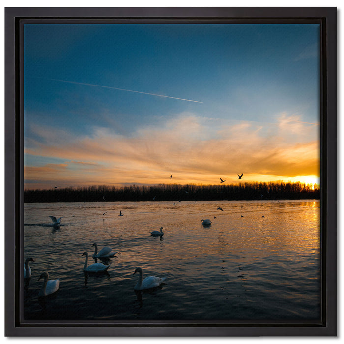 Schwäne im Sonnenuntergang auf Leinwandbild Quadratisch gerahmt Größe 40x40