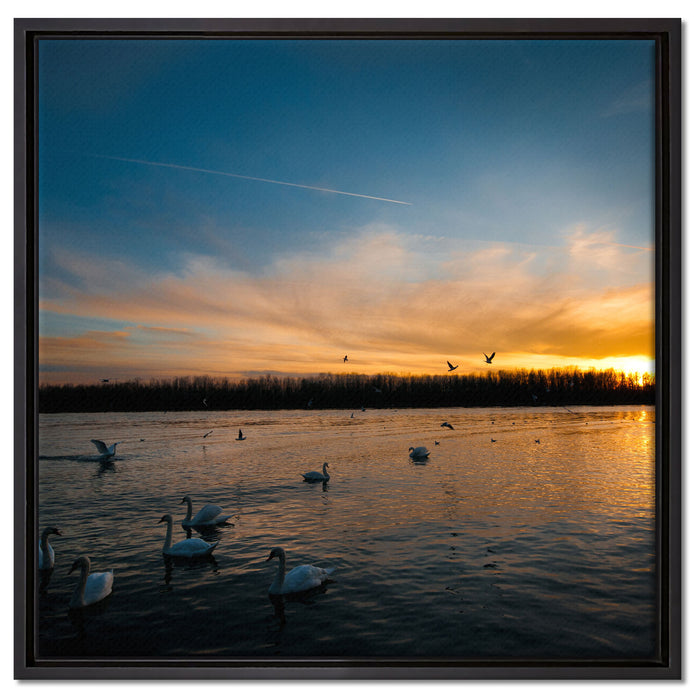 Schwäne im Sonnenuntergang auf Leinwandbild Quadratisch gerahmt Größe 60x60