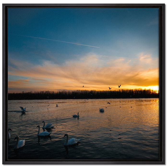Schwäne im Sonnenuntergang auf Leinwandbild Quadratisch gerahmt Größe 70x70