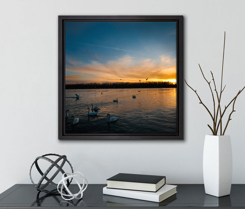 Schwäne im Sonnenuntergang  auf Leinwandbild Quadratisch gerahmt mit Kirschblüten