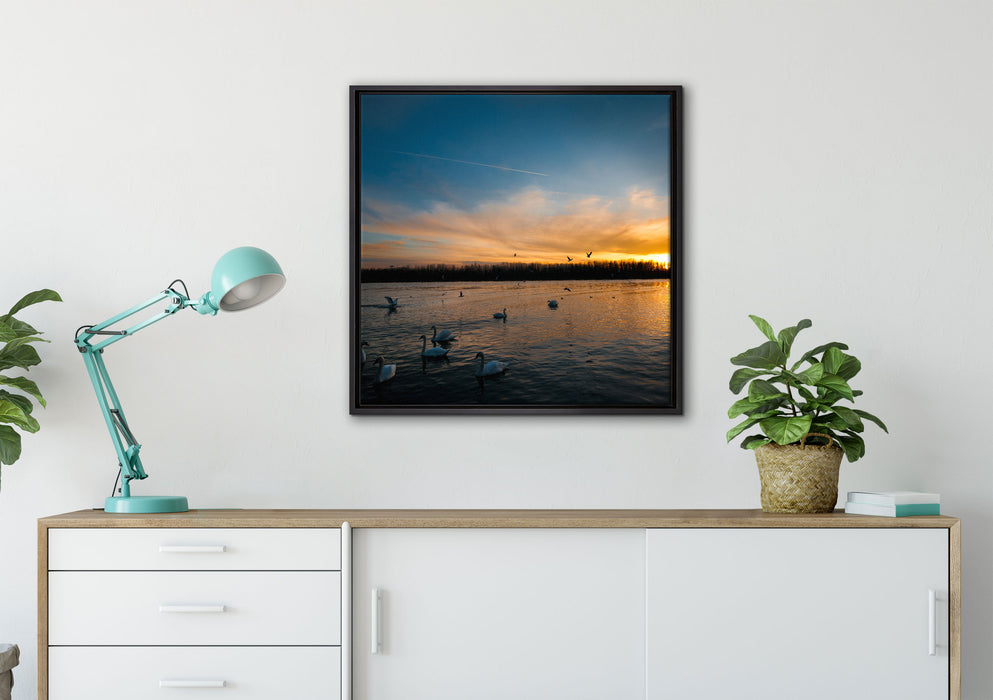 Schwäne im Sonnenuntergang auf Leinwandbild gerahmt Quadratisch verschiedene Größen im Wohnzimmer