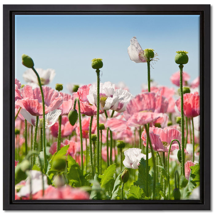 Blumenwiese Mohnblumen auf Leinwandbild Quadratisch gerahmt Größe 40x40