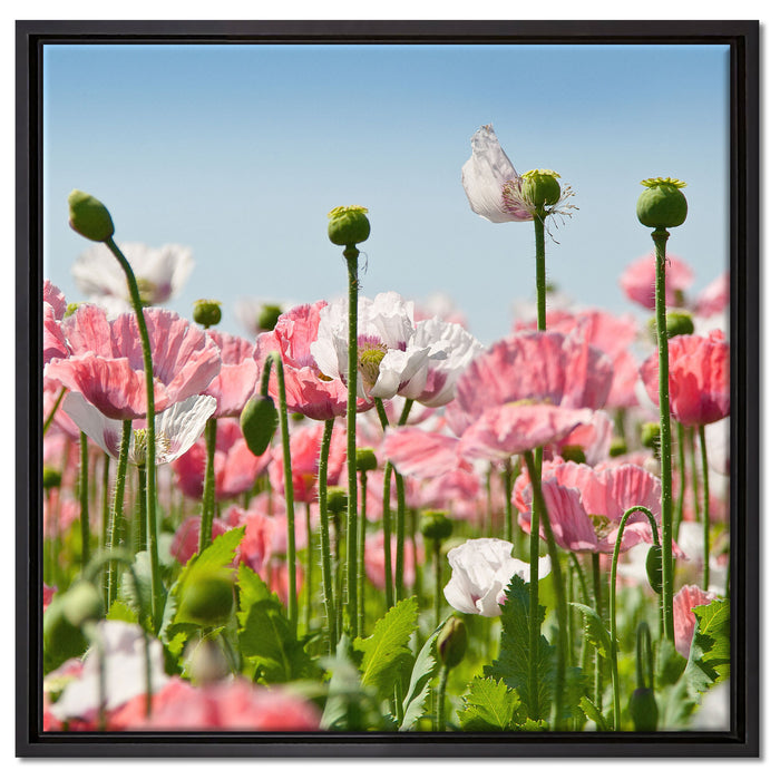 Blumenwiese Mohnblumen auf Leinwandbild Quadratisch gerahmt Größe 60x60