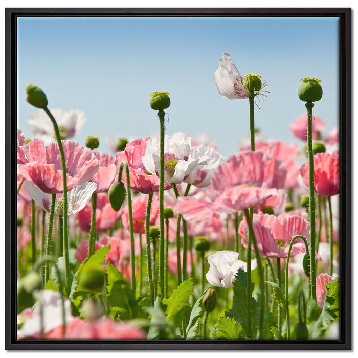 Blumenwiese Mohnblumen auf Leinwandbild Quadratisch gerahmt Größe 70x70