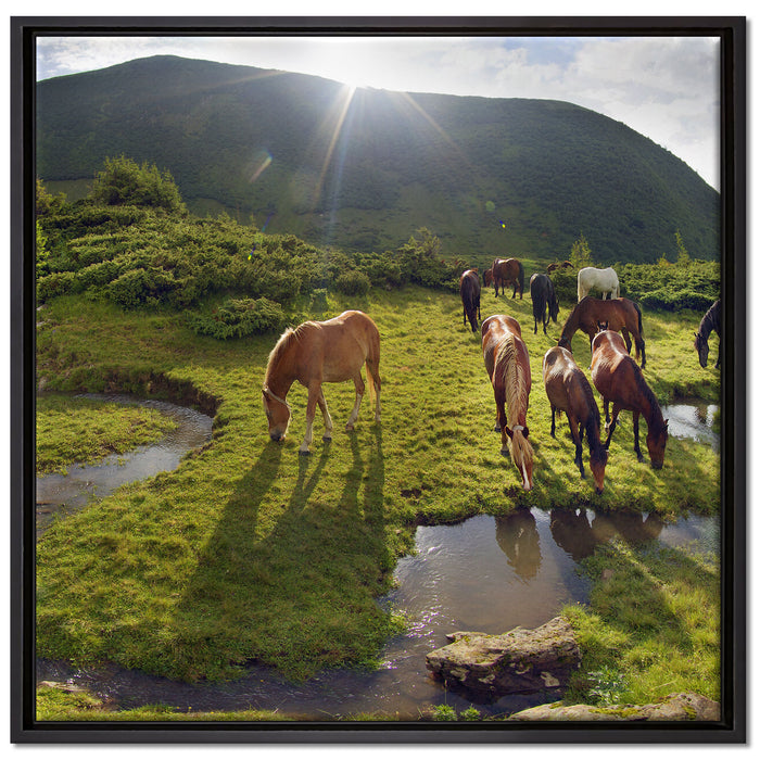 Pferde auf Wiese auf Leinwandbild Quadratisch gerahmt Größe 70x70