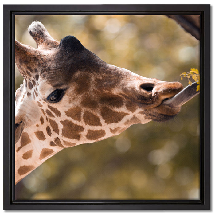Giraffe Gesicht auf Leinwandbild Quadratisch gerahmt Größe 40x40