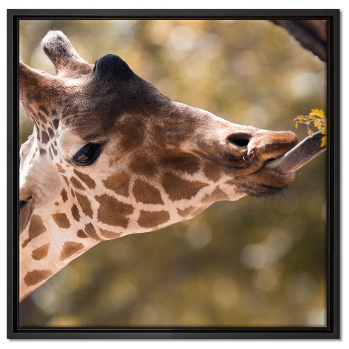 Giraffe Gesicht auf Leinwandbild Quadratisch gerahmt Größe 60x60