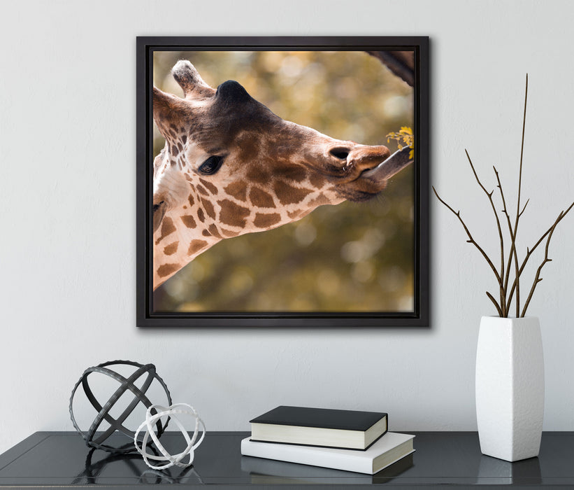 Giraffe Gesicht  auf Leinwandbild Quadratisch gerahmt mit Kirschblüten