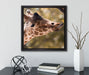 Giraffe Gesicht  auf Leinwandbild Quadratisch gerahmt mit Kirschblüten