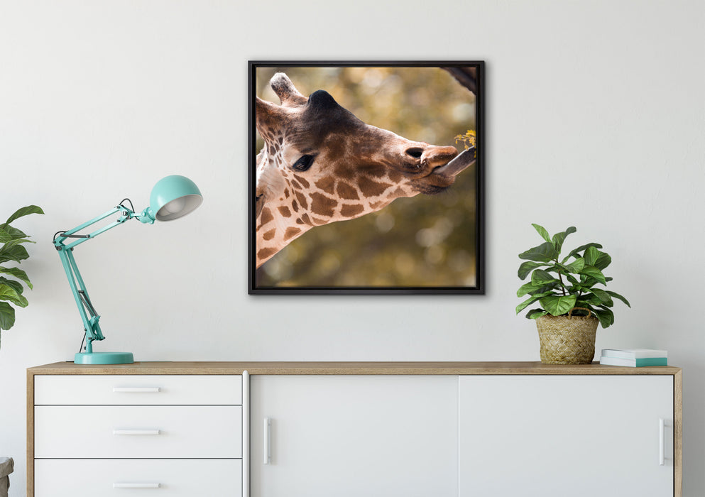 Giraffe Gesicht auf Leinwandbild gerahmt Quadratisch verschiedene Größen im Wohnzimmer