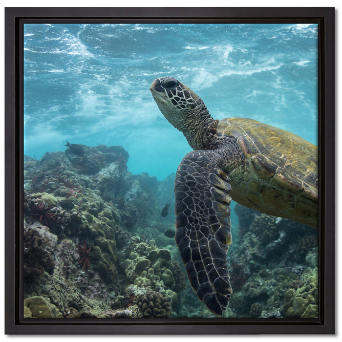 Schildkröte im Pazifik auf Leinwandbild Quadratisch gerahmt Größe 40x40
