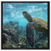Schildkröte im Pazifik auf Leinwandbild Quadratisch gerahmt Größe 60x60