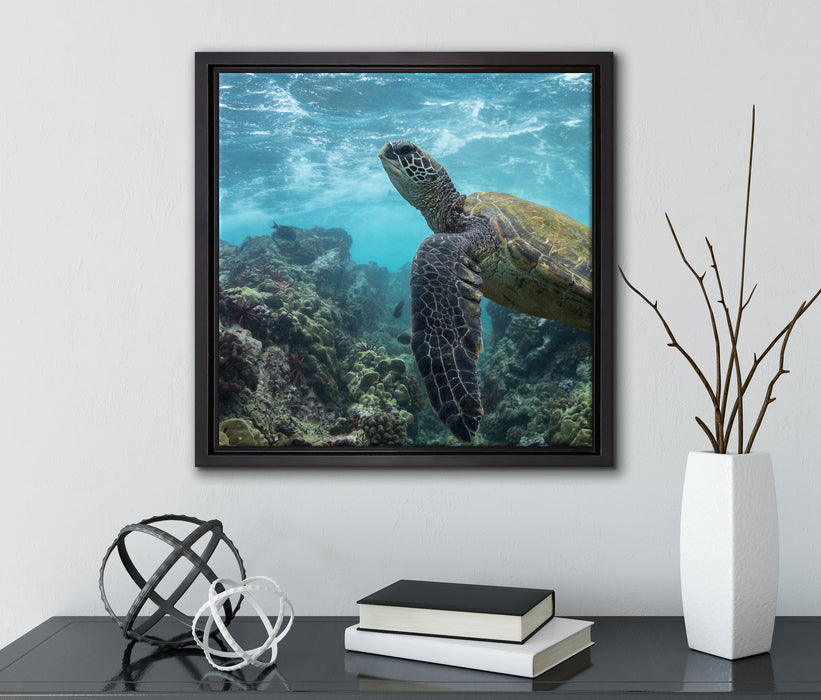 Schildkröte im Pazifik  auf Leinwandbild Quadratisch gerahmt mit Kirschblüten