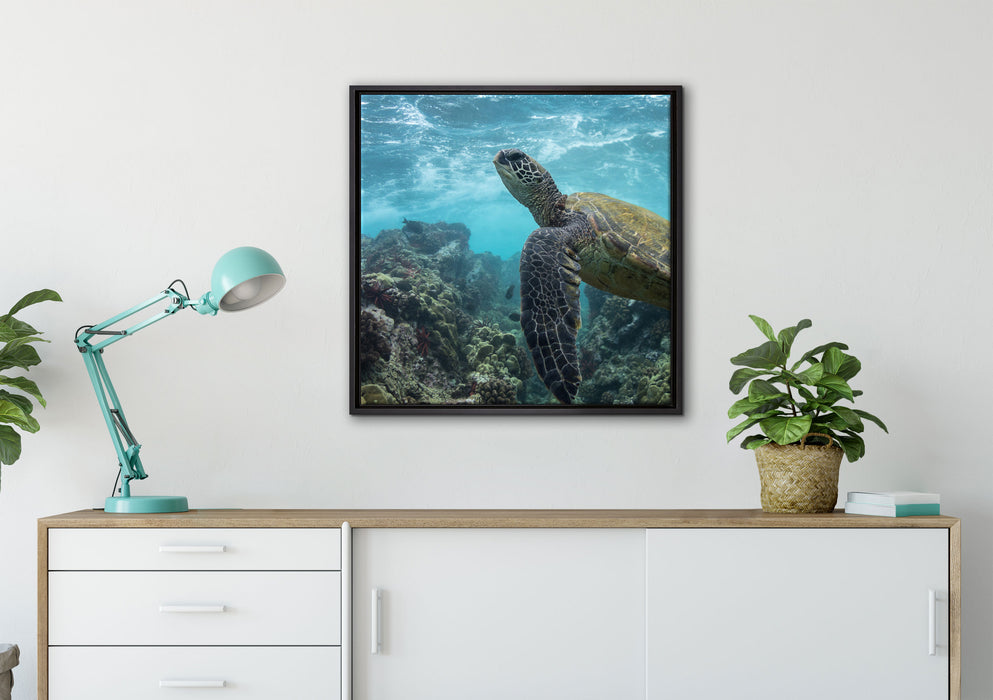 Schildkröte im Pazifik auf Leinwandbild gerahmt Quadratisch verschiedene Größen im Wohnzimmer