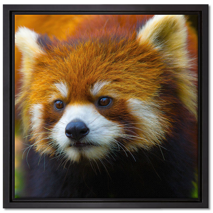 Roter Pandabär auf Ast auf Leinwandbild Quadratisch gerahmt Größe 40x40