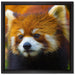 Roter Pandabär auf Ast auf Leinwandbild Quadratisch gerahmt Größe 40x40