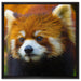 Roter Pandabär auf Ast auf Leinwandbild Quadratisch gerahmt Größe 60x60