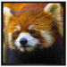 Roter Pandabär auf Ast auf Leinwandbild Quadratisch gerahmt Größe 70x70
