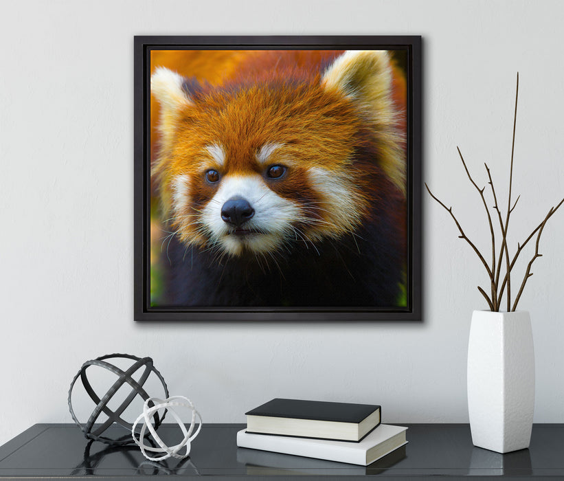 Roter Pandabär auf Ast  auf Leinwandbild Quadratisch gerahmt mit Kirschblüten