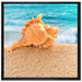 Muschel am Strand auf Leinwandbild Quadratisch gerahmt Größe 70x70