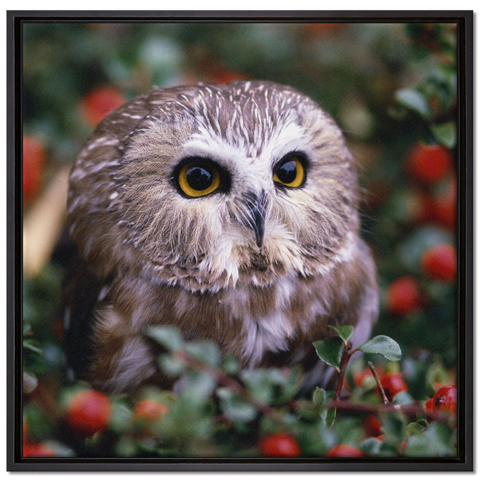 Eule im Vogelbeerenstrauch auf Leinwandbild Quadratisch gerahmt Größe 70x70