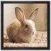 Süßes Kaninchen auf Leinwandbild Quadratisch gerahmt Größe 40x40
